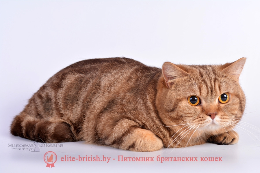 Вязка британского кота шоколадного мраморного CH. RAIDON АIRIS