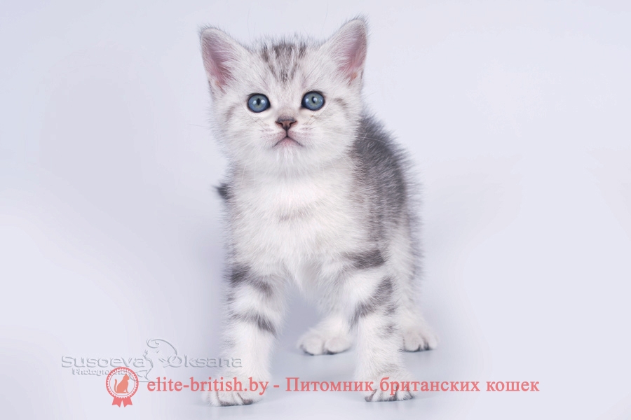 Британский котенок черный мрамор на серебре с зелеными глазами Largo