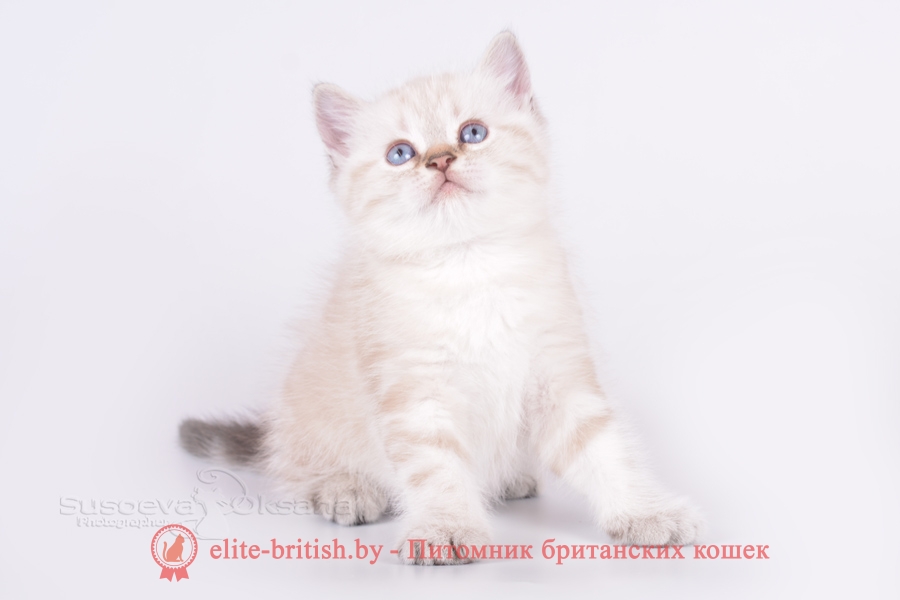 Британский котенок черный табби пойнт с голубыми глазами Luori