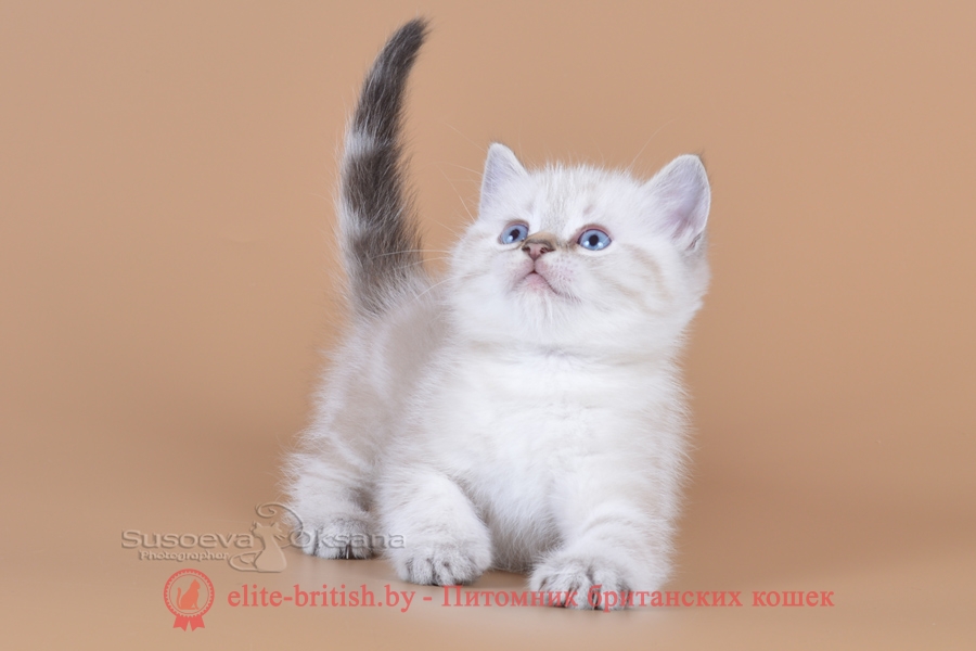 Британский котенок черный табби пойнт с голубыми глазами Luori