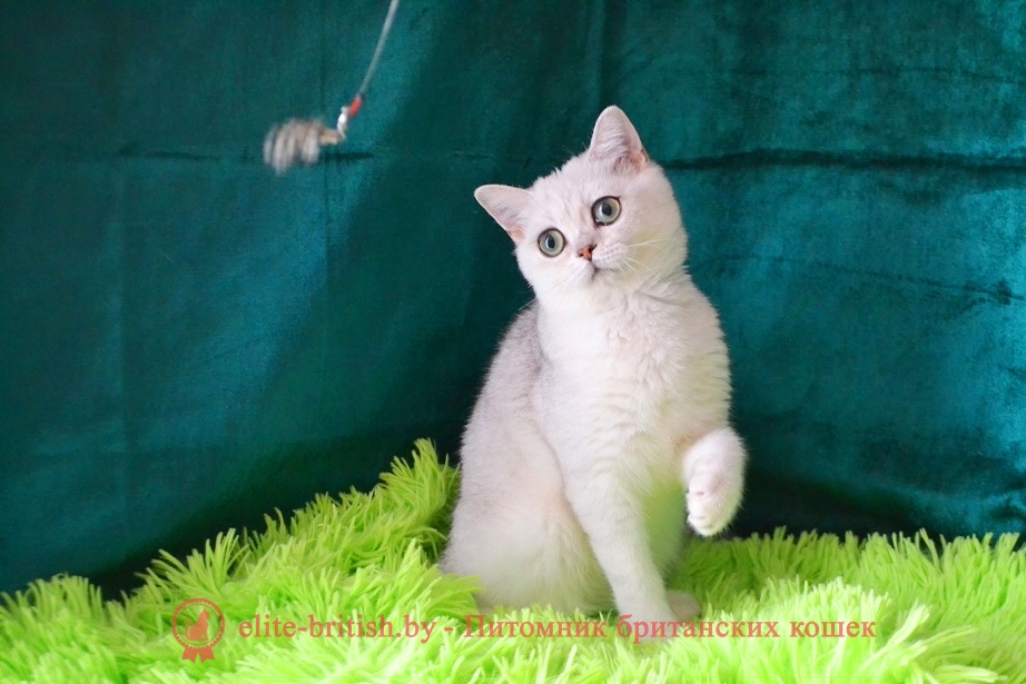Британский котенок серебристый затушеванный Лексус от 10.01.2018г