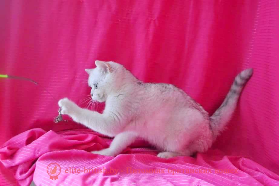 Британский котенок серебристый затушеванный Лексус от 10.01.2018г