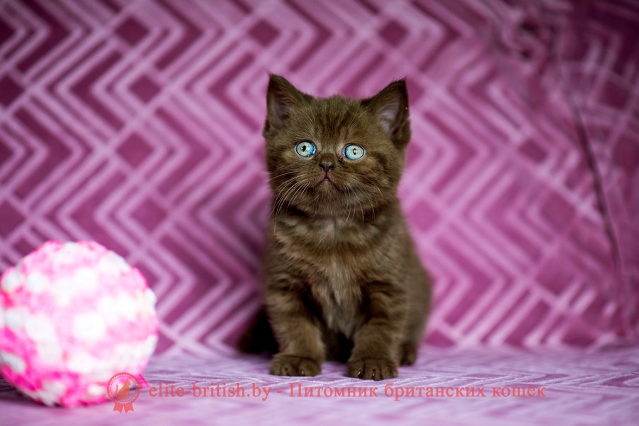 Британский котенок Джимми шоколадного окраса, помет от 27.04.2018