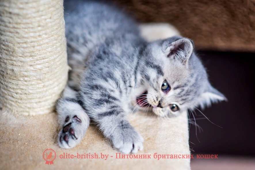 Британский котенок Джессика голубого пятнистого окраса, помет от 27.04.2018