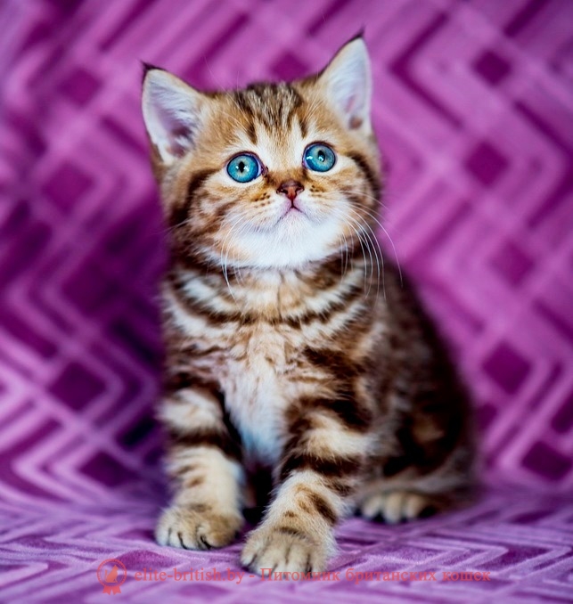 Британский котенок Джексон шоколадного мраморного окраса, помет от 27.04.2018