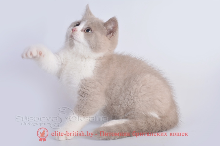 Британские котята помет от 20.05.2018, окрасы кремовые