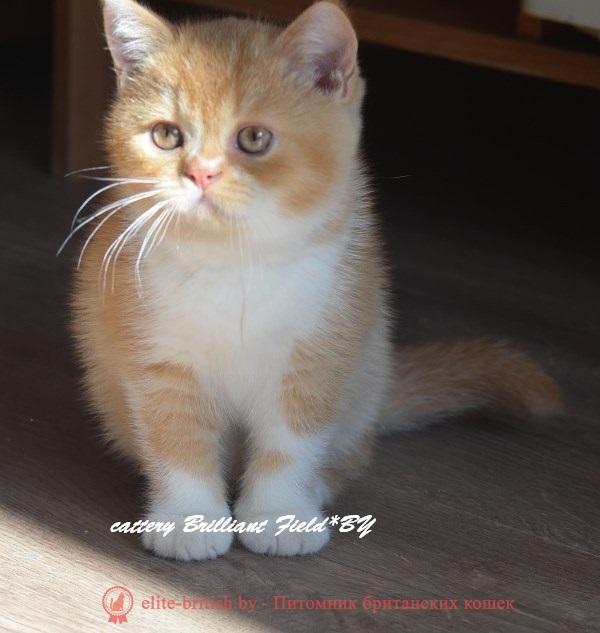Британский кот Нимфея красного биколор (рыжего) окраса