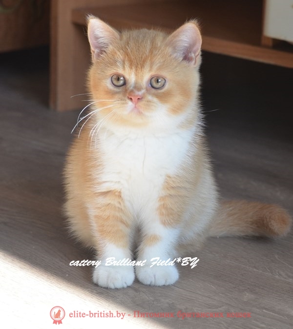 Британский кот Нимфея красного биколор (рыжего) окраса
