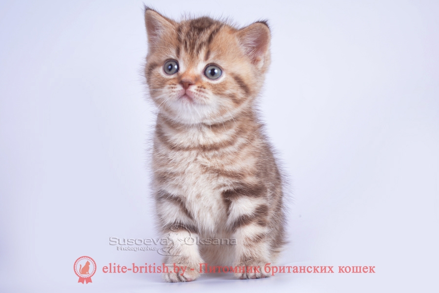 Британские котята помет от 26.05.2018, окрасы шоколад, мрамор