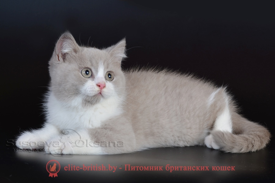 Британские котята помет от 20.05.2018, окрасы кремовые
