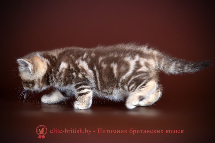 Британские котята помет от 26.05.2018, окрасы шоколад, мрамор