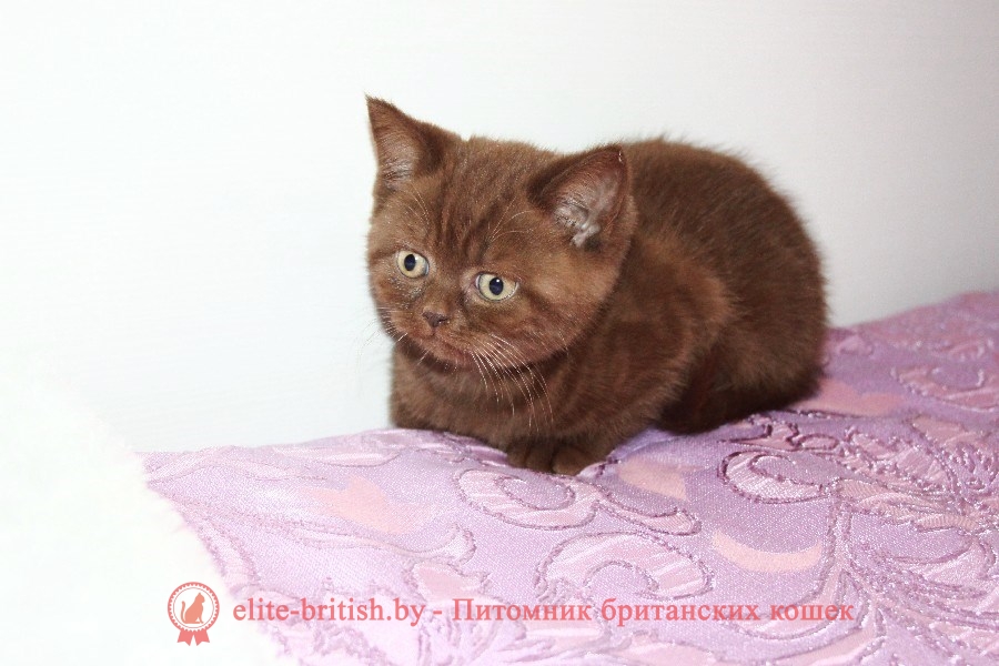Британский котенок Джимми шоколадного окраса, помет от 27.04.2018