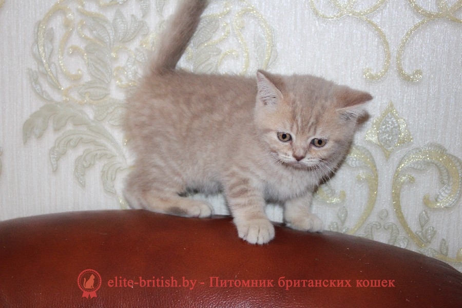 Британский котенок Джастин лилового пятнистого окраса, помет от 27.04.2018