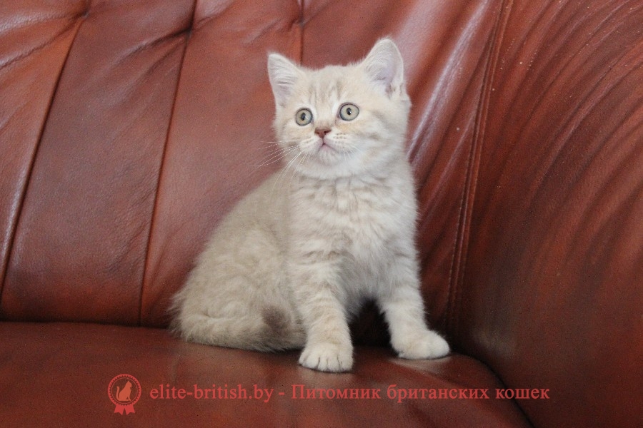 Британский котенок Джастин лилового пятнистого окраса, помет от 27.04.2018