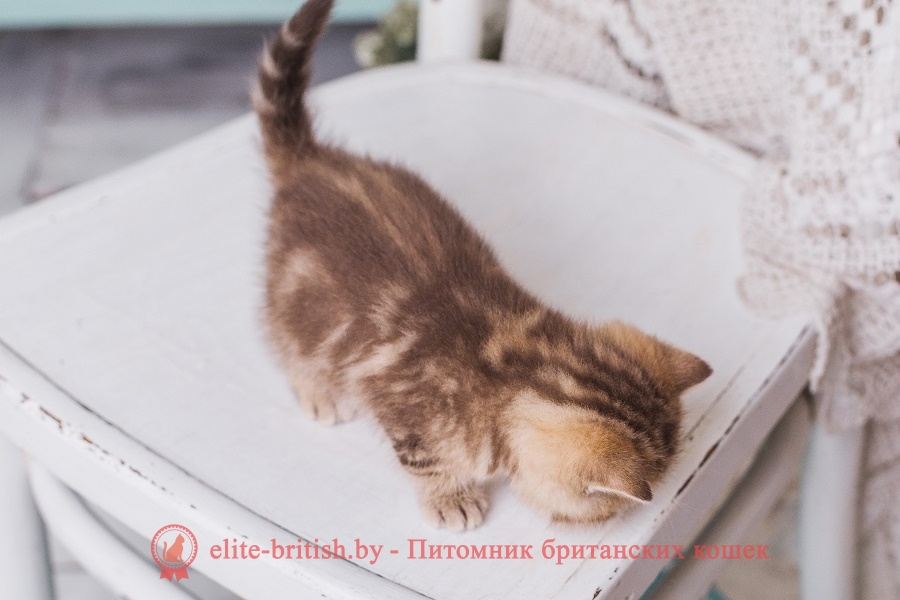 Британский котенок шоколадного мраморного окраса Арчибальд, помет «A» BellaJes от 06.04.2018г