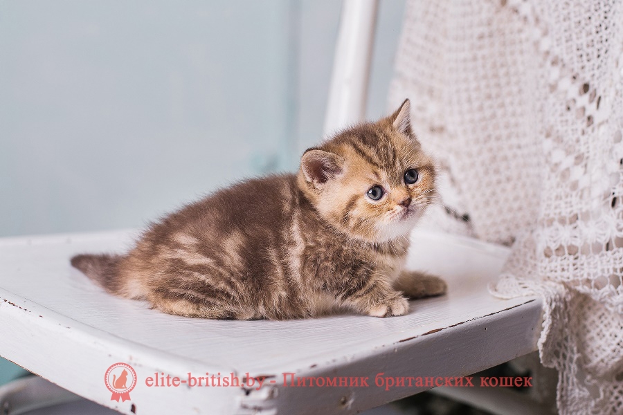 Британский котенок шоколадного мраморного окраса Арчибальд, помет «A» BellaJes от 06.04.2018г