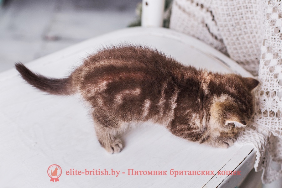 Британский котенок шоколадного мраморного окраса Абигель, помет «A» BellaJes от 06.04.2018г