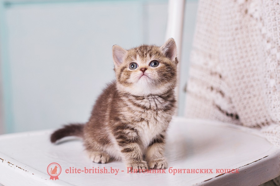 Британский котенок шоколадного мраморного окраса Абигель, помет «A» BellaJes от 06.04.2018г