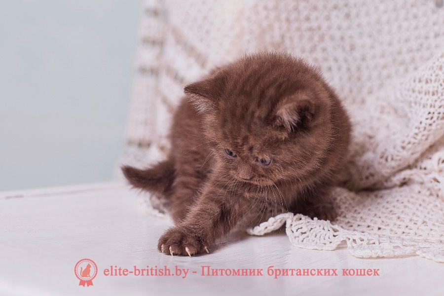 Британский котенок шоколадного окраса Аврора, помет "A" BellaJes от 06.04.2018г