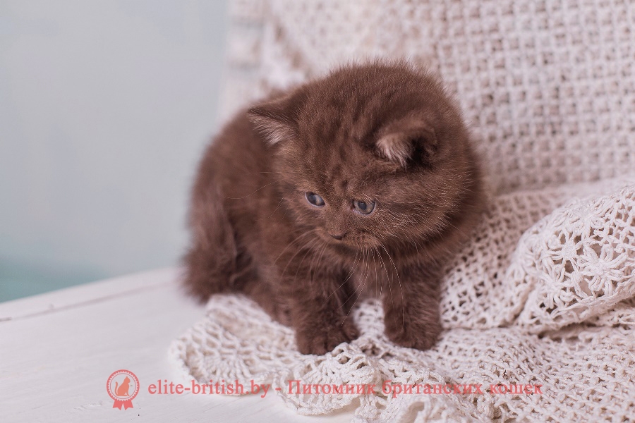 Британский котенок шоколадного окраса Аврора, помет "A" BellaJes от 06.04.2018г