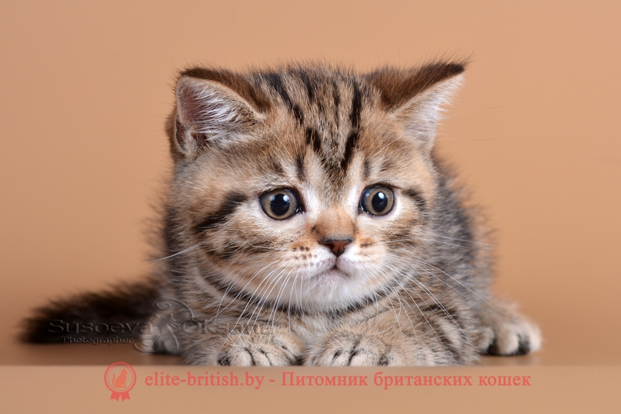 Британский котенок шоколадного мраморного окраса Севастьян, от 10.05.2018