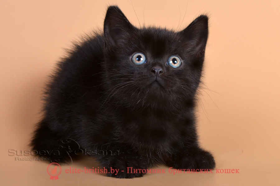 Британский котенок черного окраса Саид, от 10.05.2018