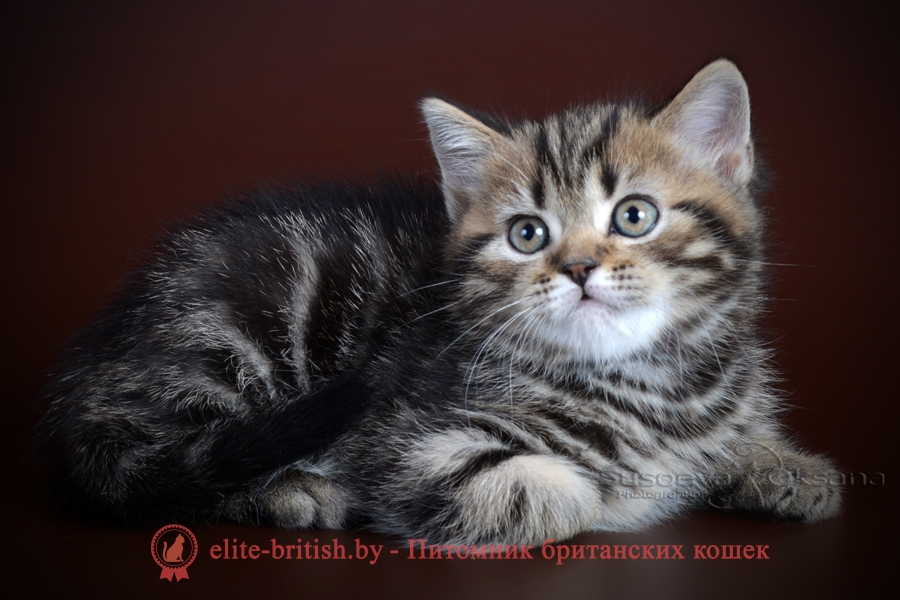 Британский котенок черного мраморного окраса Симеон, от 10.05.2018