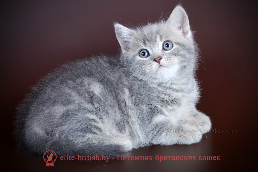 Британский котенок голубого мраморного окраса Сальвадор, от 10.05.2018