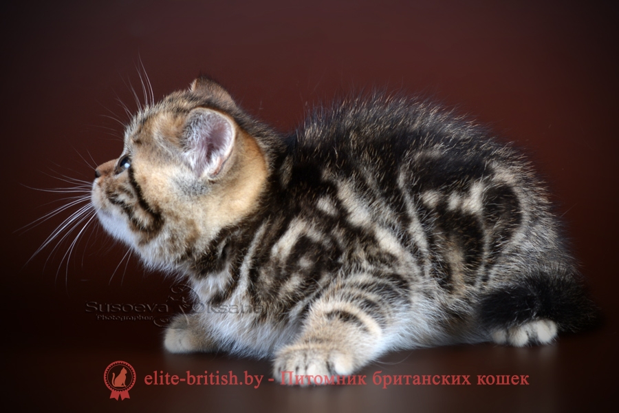 Британский котенок шоколадного мраморного окраса Севастьян, от 10.05.2018