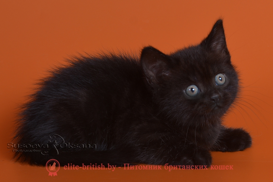 Британский котенок черного окраса Саид, от 10.05.2018