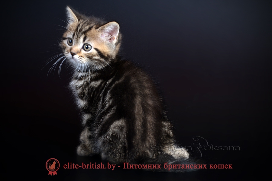 Британский котенок черного мраморного окраса Симеон, от 10.05.2018