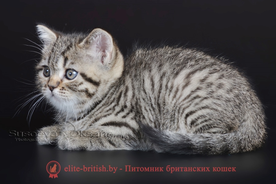 Британский котенок черного пятнистого окраса Сильвия, от 10.05.2018