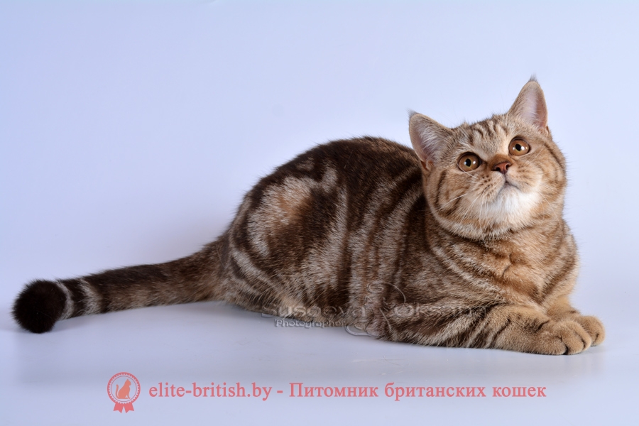 Британские котята шоколадного мраморного окраса, помет от 09.01.2018