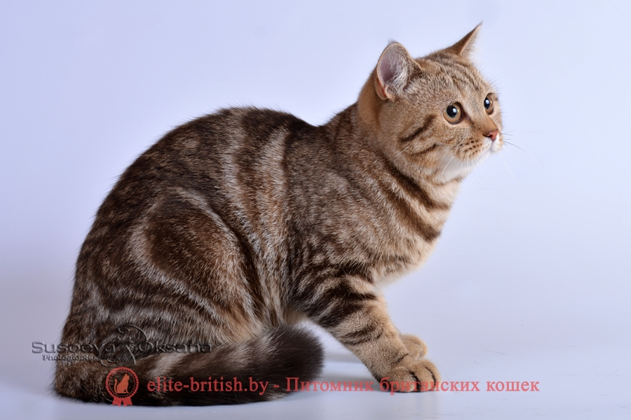 Британские котята шоколадного мраморного окраса, помет от 09.01.2018