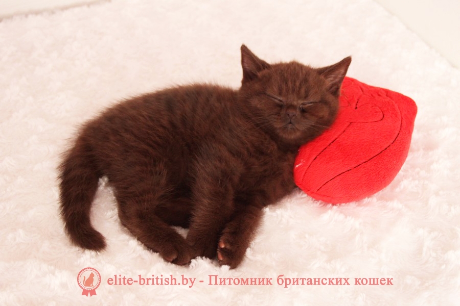 Британский котенок Орландо шоколадного окраса, помет от 15.05.2018