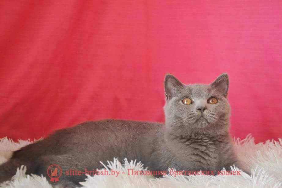 Британский котенок голубогоо окраса Мимикей от 01.04.2018г