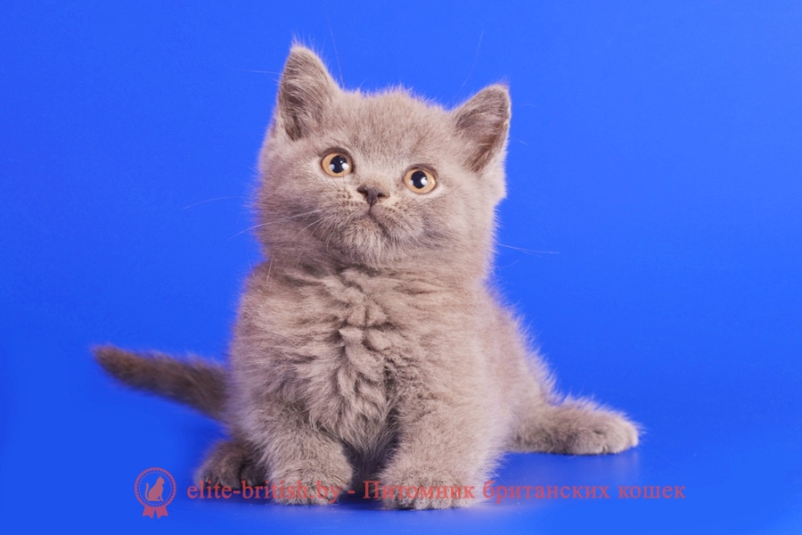 Британский котенок голубого окраса, помет от 04.06.2018
