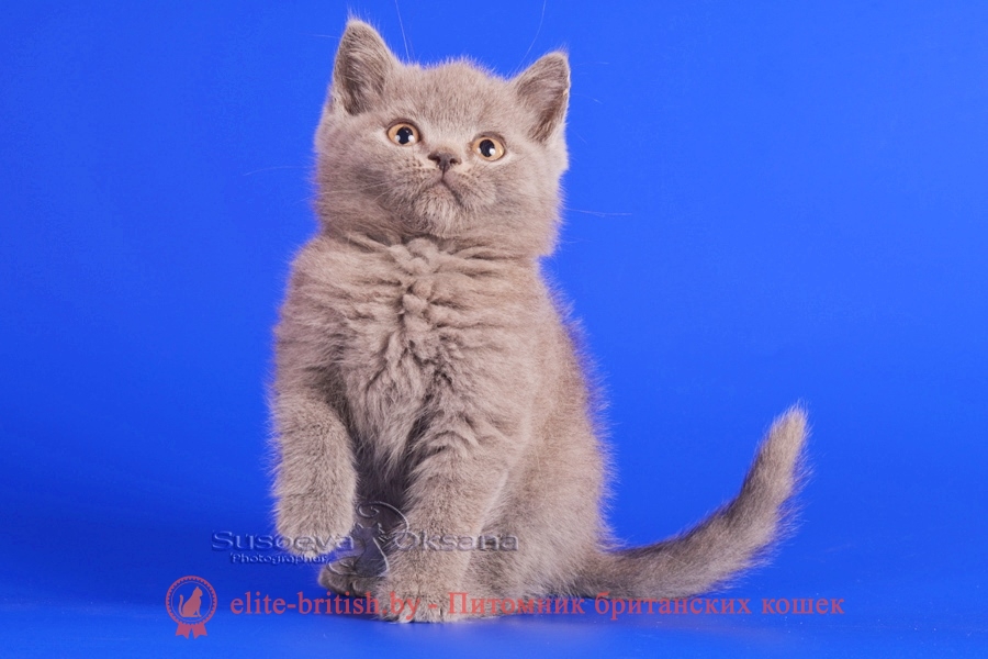 Британский котенок голубого окраса, помет от 04.06.2018