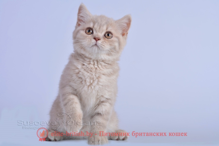 Британские котята, помет от 14.05.2018. Девочка лилового табби окраса