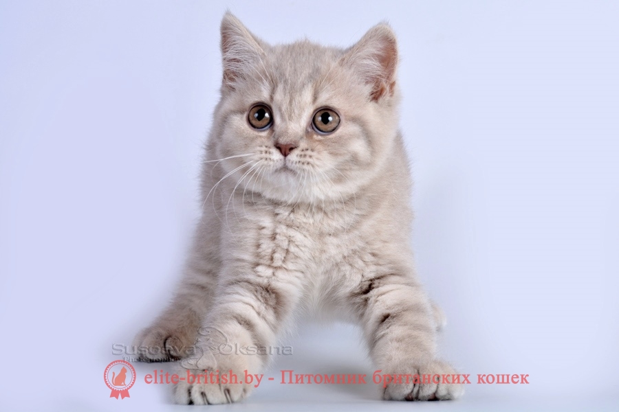 Британские котята, помет от 14.05.2018. Девочка лилового табби окраса