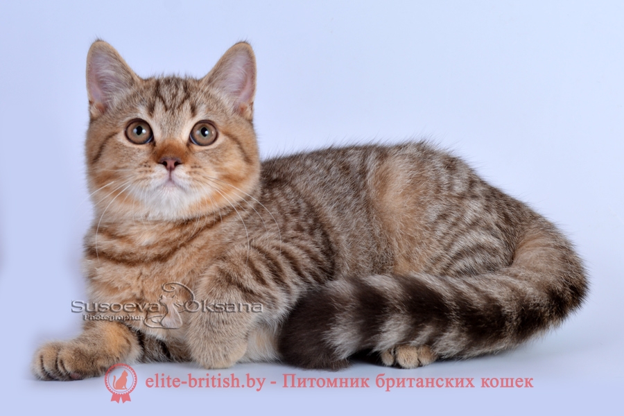 Британские котята шоколадного пятнистого окраса, помет от 7.03.2018