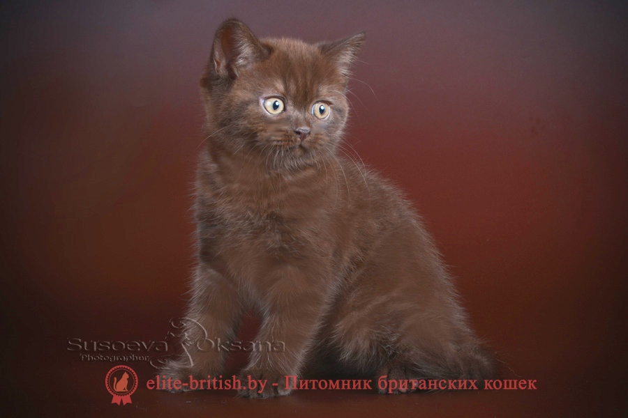 Британские котята, помет от 14.05.2018. Мальчик шоколадного окраса