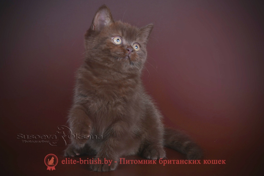 Британские котята, помет от 14.05.2018. Мальчик шоколадного окраса