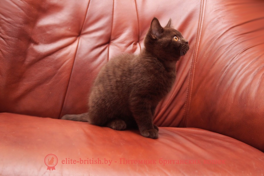 Британский котенок Орландо шоколадного окраса, помет от 15.05.2018