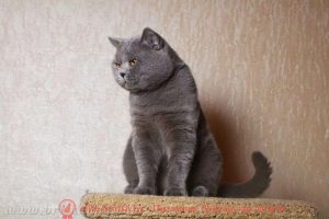 Британский кот голубого окраса CH. Orley O’Casey of Noble Birth (BRI a)
