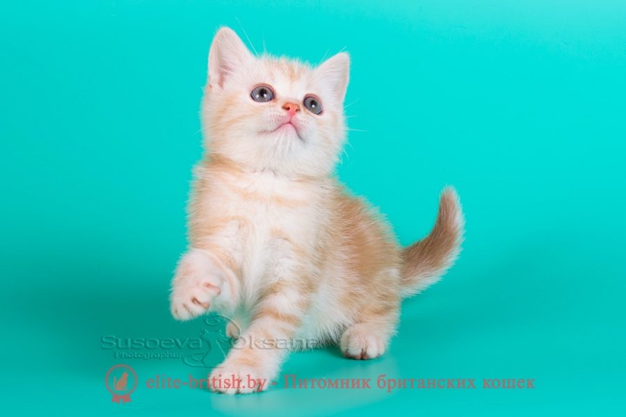 Британский котенок красный серебристый мрамор- Принц, помет от 21.07.2018