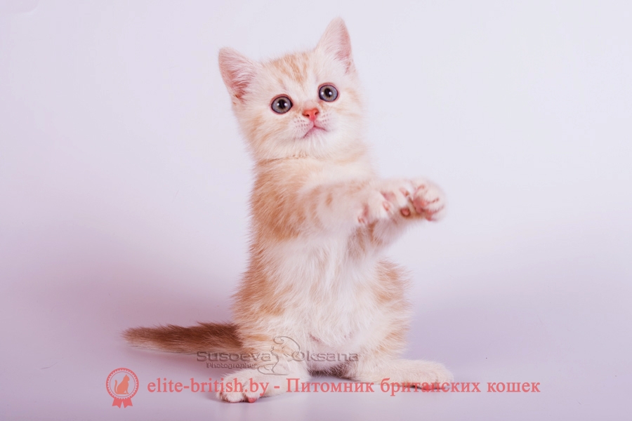 Британский котенок красный серебристый мрамор- Принц, помет от 21.07.2018