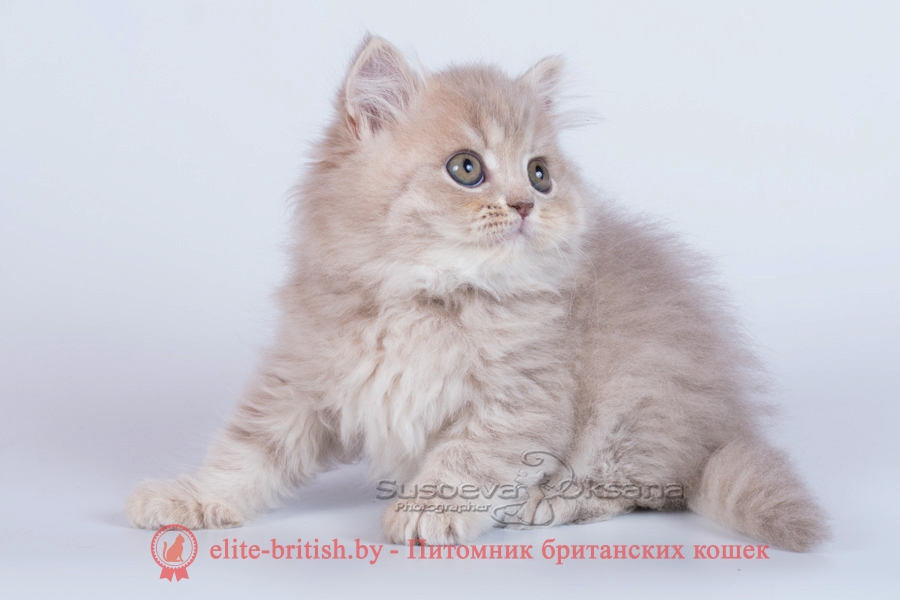 Британские котята, лиловый пятнистый окрас, длинношерстный, помет от 7.07.2018