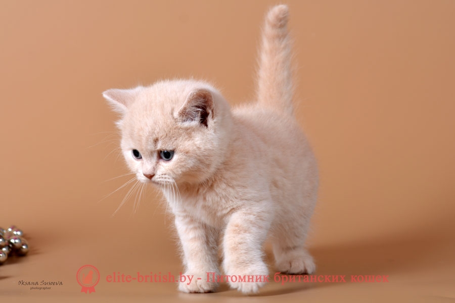 Британский котенок кремового (персикового окраса)
