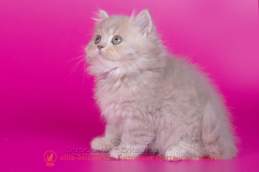 Британские котята, лиловый пятнистый окрас, длинношерстный, помет от 7.07.2018
